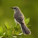 BlueMockingBird